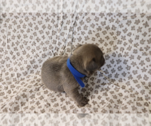 Medium Photo #4 French Bulldog Puppy For Sale in MANCHESTER, MI, USA