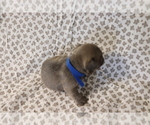 Small Photo #4 French Bulldog Puppy For Sale in MANCHESTER, MI, USA
