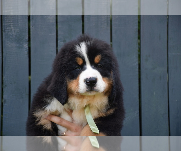 Medium Photo #5 Bernese Mountain Dog Puppy For Sale in Dej, Cluj, Romainia