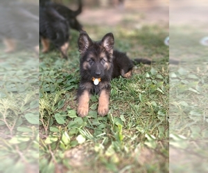 German Shepherd Dog Puppy for sale in CHATTANOOGA, TN, USA
