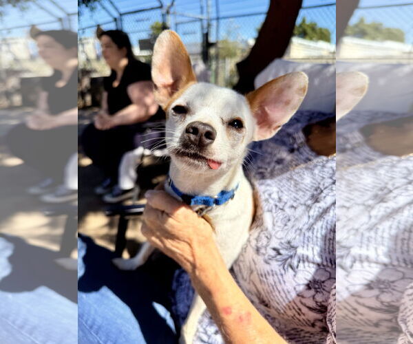 Medium Photo #2 Chihuahua-Unknown Mix Puppy For Sale in Seal Beach, CA, USA