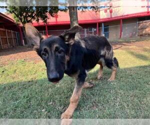 German Shepherd Dog Dogs for adoption in Plano, TX, USA