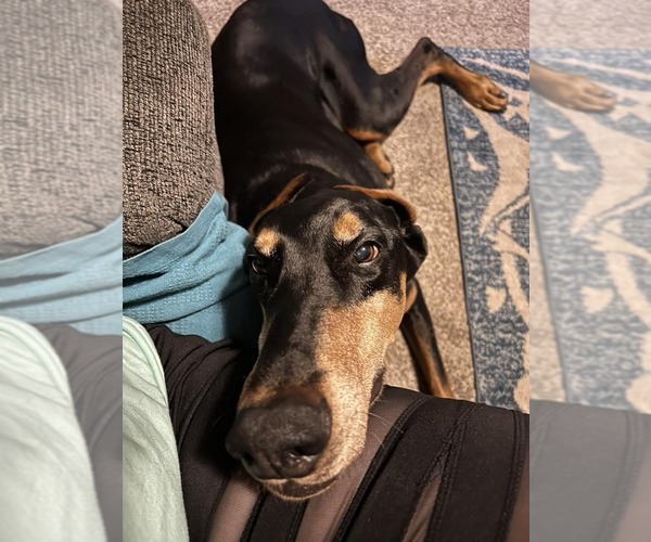 Medium Photo #5 Doberman Pinscher Puppy For Sale in Buffalo, MN, USA