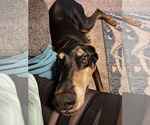 Small #4 Doberman Pinscher