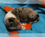 Small Photo #4 Miniature Australian Shepherd Puppy For Sale in LIVE OAK, CA, USA