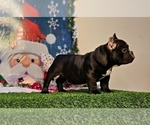 Small Photo #4 American Bully Puppy For Sale in CHESAPEAKE, VA, USA