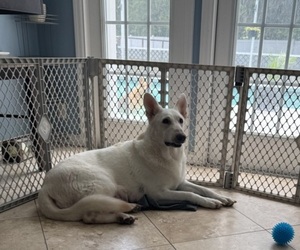 Mother of the German Shepherd Dog puppies born on 05/21/2025