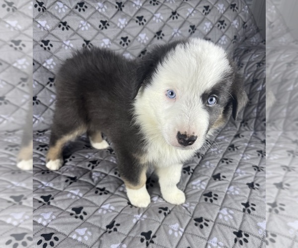 Medium Photo #61 Australian Shepherd Puppy For Sale in SALISBURY, NC, USA