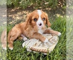 Small #3 Cavalier King Charles Spaniel