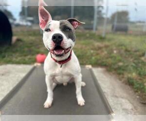 American Pit Bull Terrier Dogs for adoption in McKinleyville, CA, USA