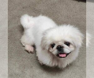 Pekingese Dogs for adoption in St. Louis Park, MN, USA