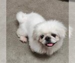 Small Photo #1 Pekingese Puppy For Sale in St. Louis Park, MN, USA