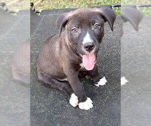 Boss ~ meet me! - Male Labrador Retriever Dog for Adoption - Photo #2