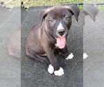 Small Photo #2 Labrador Retriever Puppy For Sale in Southbury, CT, USA