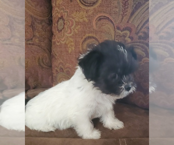 Medium Photo #5 Shih Tzu Puppy For Sale in MEADOW BRIDGE, WV, USA