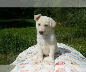 German Shepherd Dog Puppy for sale in PIEDMONT, MO, USA