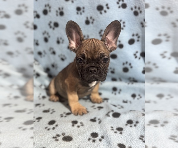 Medium Photo #1 French Bulldog Puppy For Sale in DICKERSON, MD, USA