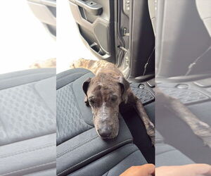 Great Dane Dogs for adoption in Bullard, TX, USA