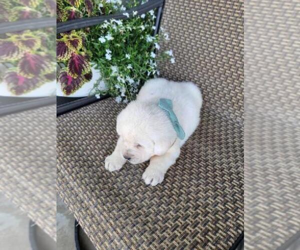 Medium Photo #2 Labrador Retriever Puppy For Sale in GRABILL, IN, USA