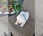 Small #1 Labrador Retriever