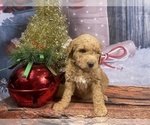 Small Photo #1 Aussiedoodle Puppy For Sale in COMMERCE, MI, USA