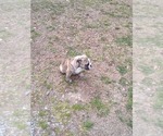 Small Photo #25 Bulldog Puppy For Sale in TUNNEL HILL, GA, USA
