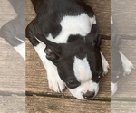 Small #6 Boston Terrier