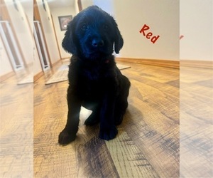 Labradoodle Puppy for sale in KLAMATH FALLS, OR, USA