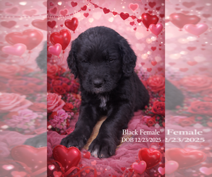 Golden Mountain Doodle Dog for Adoption in CORBIN, Kentucky USA