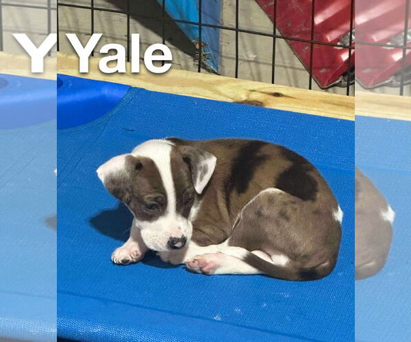 Medium Photo #2 Catahoula Leopard Dog-Labrador Retriever Mix Puppy For Sale in GILBERTS, IL, USA