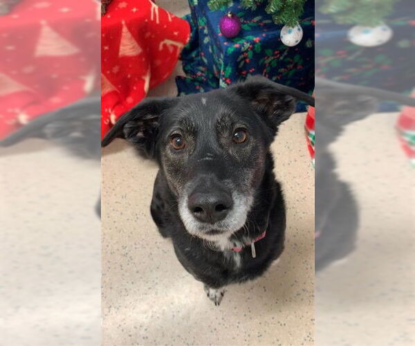 Medium Photo #1 Siberian Husky Puppy For Sale in Fairbanks, AK, USA