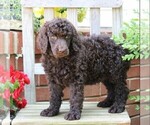 Small #4 Poodle (Standard)