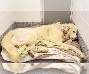 Great Pyrenees Dogs for adoption in Houston, TX, USA