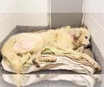 Small Great Pyrenees