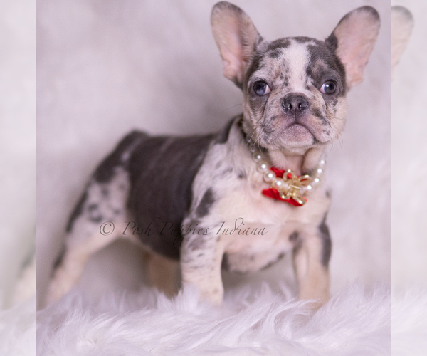 Medium Photo #3 French Bulldog Puppy For Sale in WARSAW, IN, USA