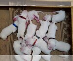 Small Photo #7 Dogo Argentino Puppy For Sale in JANE, MO, USA