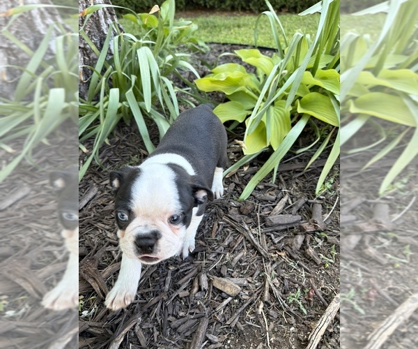Medium Photo #14 Boston Terrier Puppy For Sale in FREDONIA, KS, USA