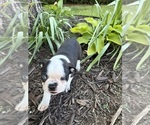 Small #13 Boston Terrier