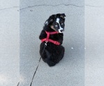 Small North American Shepherd