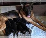 Small Photo #4 German Shepherd Dog Puppy For Sale in COLUMBIA, SC, USA