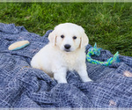 Small #6 English Cream Golden Retriever