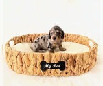 Small #1 Dachshund
