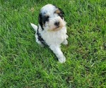 Small #18 Miniature Bernedoodle