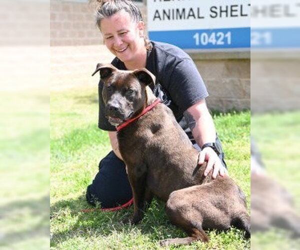 Medium Photo #4 Labrador Retriever-Unknown Mix Puppy For Sale in Glen Allen, VA, USA