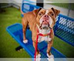 Small #1 Bulldog Mix