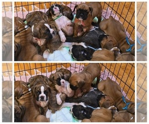 Boxer Puppy for Sale in LINN GROVE, Indiana USA