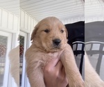 Small Photo #7 Golden Retriever Puppy For Sale in IDER, AL, USA