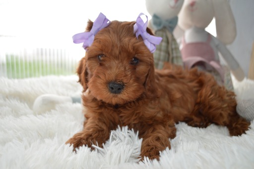 Medium Photo #1 Cavapoo Puppy For Sale in HONEY BROOK, PA, USA
