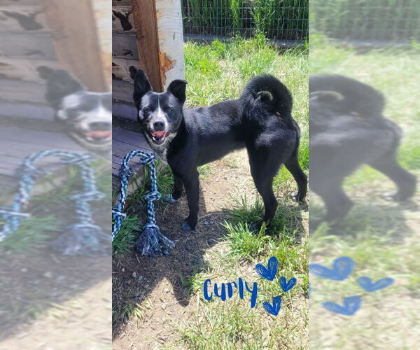 Medium Photo #7 Huskies -Unknown Mix Puppy For Sale in Monte Vista, CO, USA
