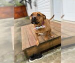Small #11 Staffordshire Bull Terrier Mix